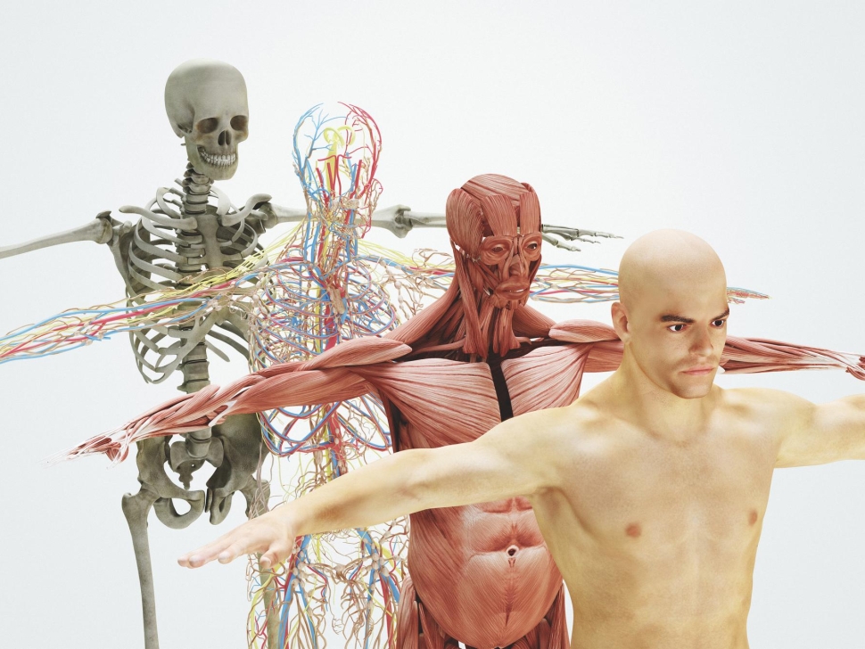 Centro Chinesys, Studio di Chinesiologia e Posturologia a San Benedetto del Tronto, Ascoli Piceno, Fermo e Teramo